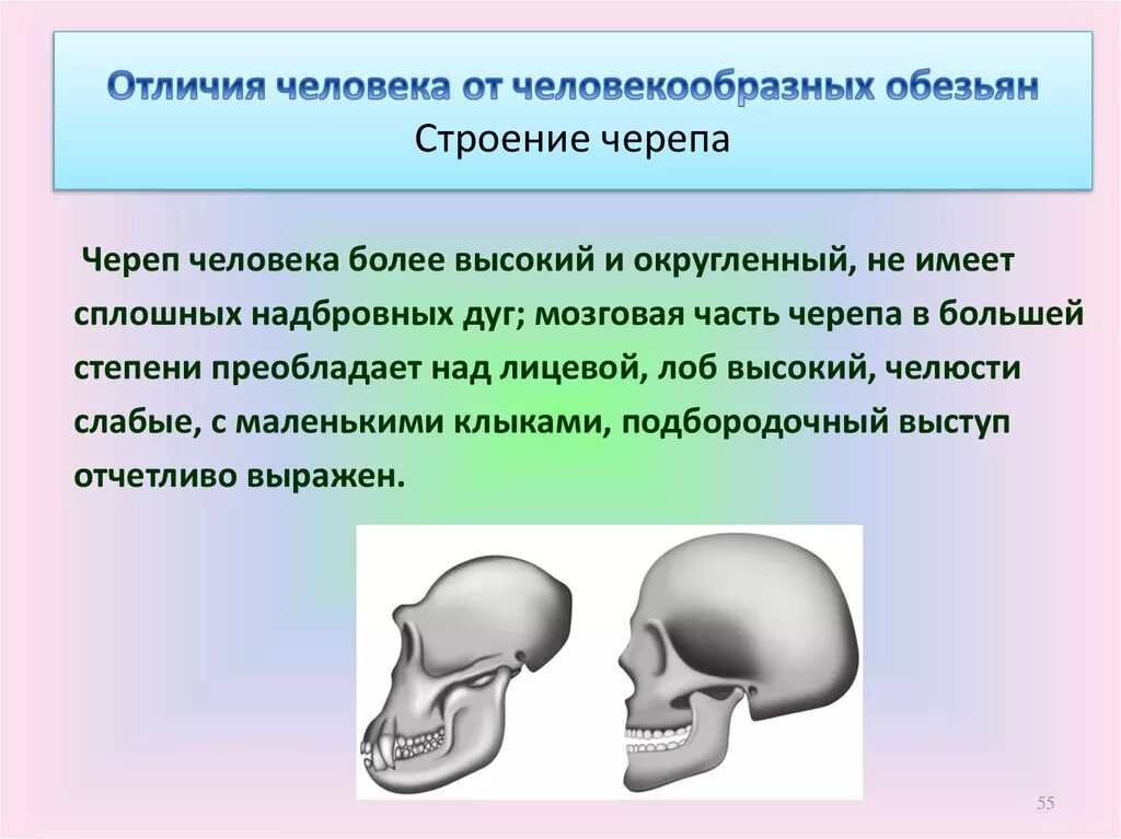 Развитый подбородочный выступ череп. Отличия черепа человека от человекообразной обезьяны. Череп человека отличается от черепа человекообразных обезьян. Череп человекообразной обезьяны. Строение черепа человека и человекообразной обезьяны.