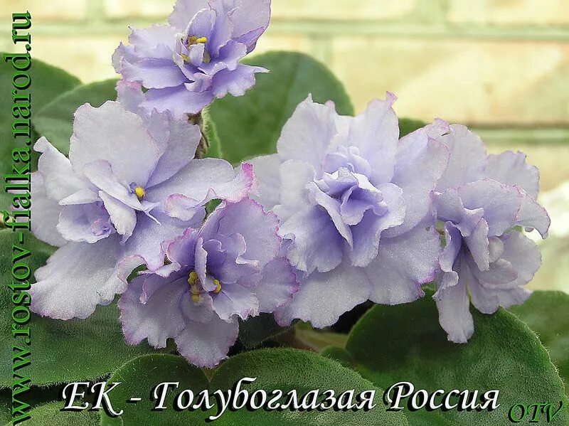 Каталог селекция фиалок. ЕК-Фиалки фиалки-сенполии.рф, каталог фиалок селекцио