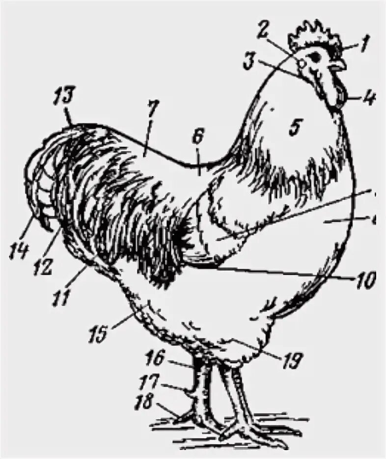 Основные стати курицы с обозначениями. Внешнее строение курицы. Я вырасту и стану петухом а ты уже петух. Стати петуха. Стати петуха.