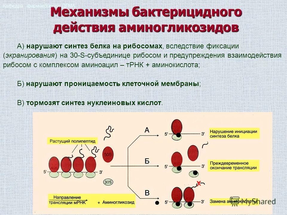 Нарушает синтез белка. Механизм действия антибиотиков нарушающих Синтез белка. Механизм действия аминогликозидов фармакология. Аминогликозиды механизм действия. Аминогликозиды антибиотики механизм действия.