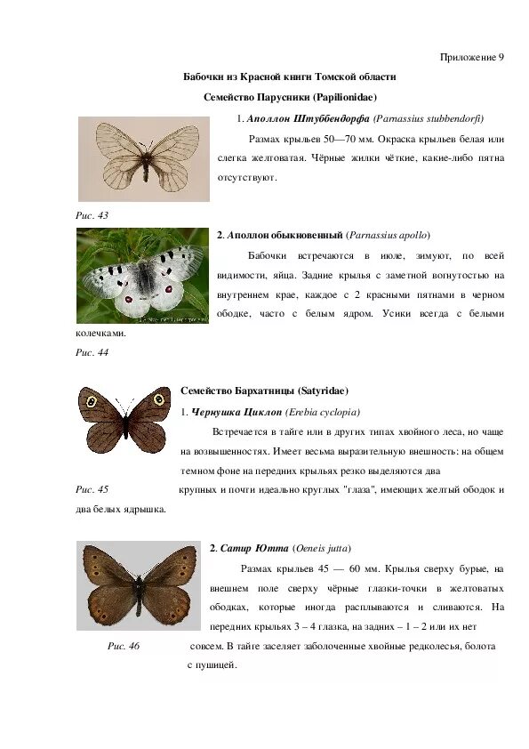 Бабочки с названиями для детей. Бабочки которые занесены в красную книгу. Бабочки с названиями для детей. Какая бабочка в красной книге. Бабочки занесенные в красную книгу.