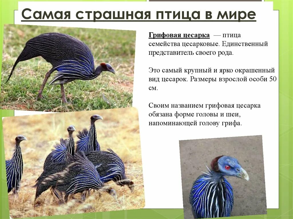 Птицы фото и описание. Удивительные птицы с описанием. Рассказ о необычной птице. Доклад о необычных птицах. Рассказ о редких птицах.