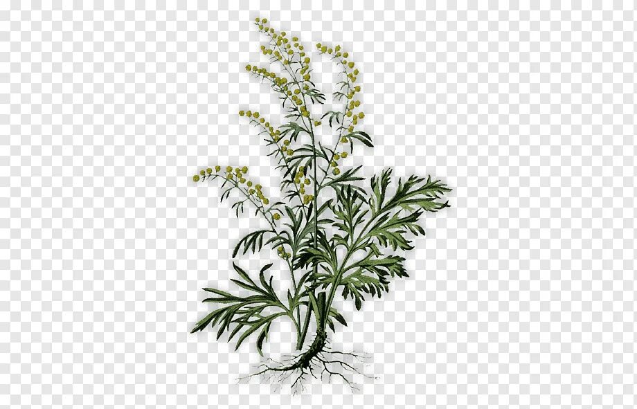 Полынь вектор. Полынь горькая на прозрачном фоне. Согревающие пластыри для ног. Наклейки с полынью. Лечебный пластырь для коленного сустава с экстрактом полыни.