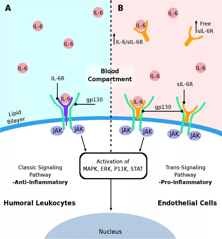 Внутриклеточный сигналинг витамина д. Inflammatory Cells. Inflammation schematic. Inflammatory mediators. Il vi