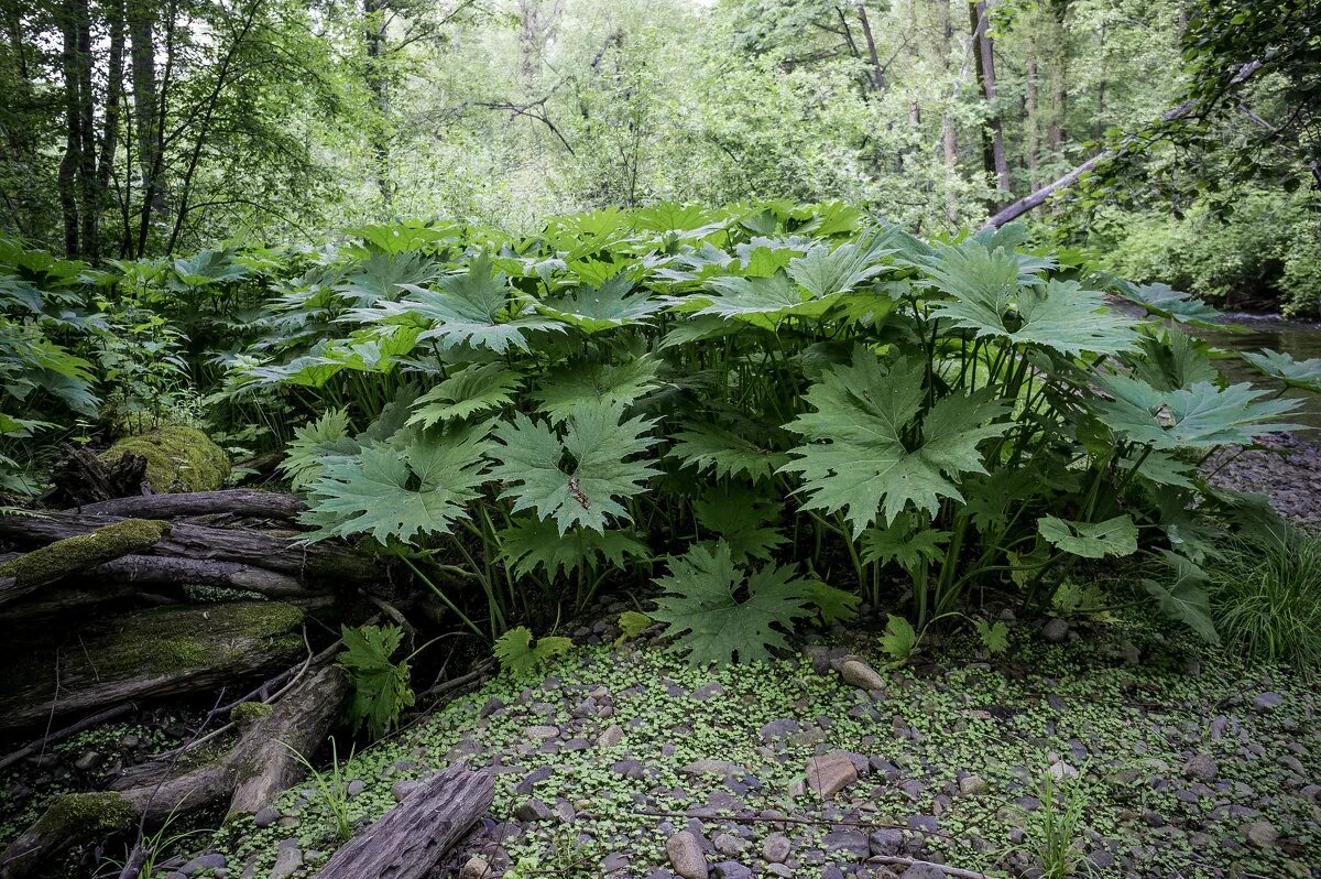 белокопытник обыкновенный. растения сахалина лопух. белокопытник японский сахалин. белокопытник лопух гигант. белокопытник болотный.