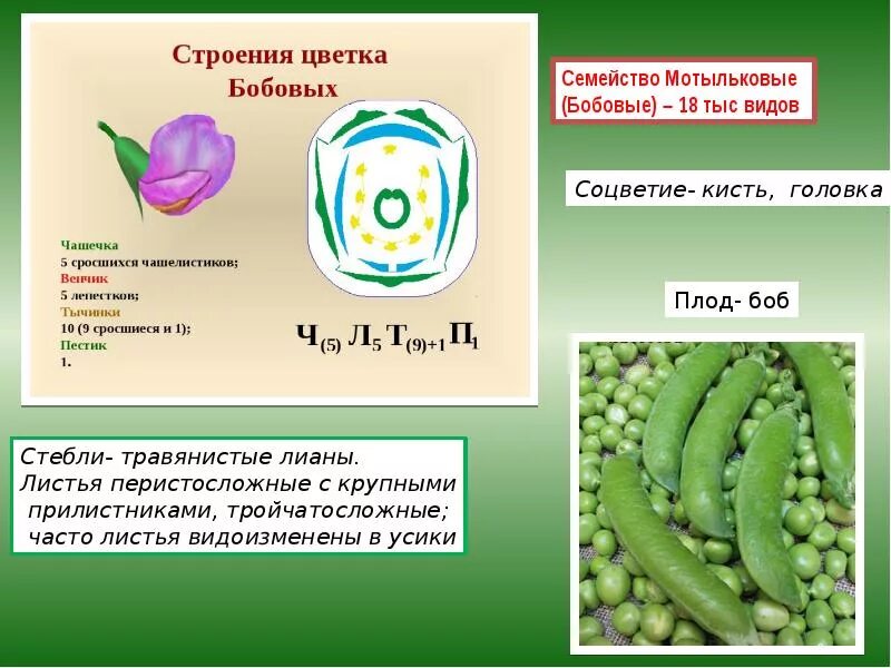 Соцветие семейства двудольных