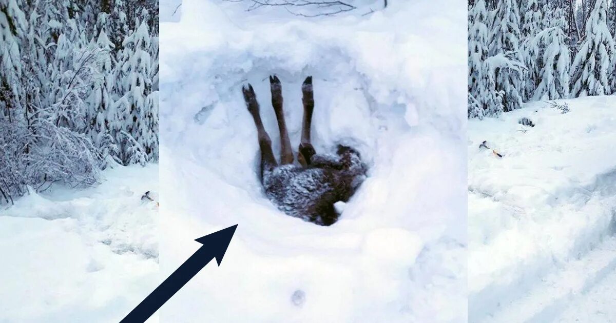 Торчавшие из под снега. Ноги торчат из снега. торчащие ноги из под снега. застрял в снегу. застрял в сугробе.