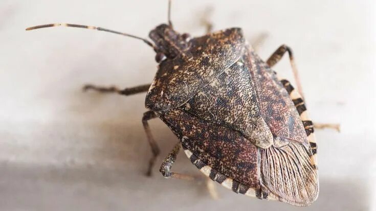 Ladybugs, stink bugs move into homes across Ohio to stay warm - how to battle ba