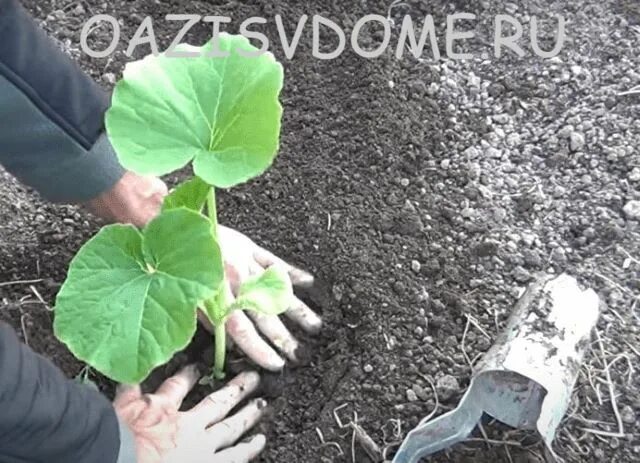 Что класть в лунку при посадке кабачков. Лунки для кабачков. посадка кабачков в открытый грунт рассадой. круглые лунки для посадки кабачков. оригинально высадить кабачок.