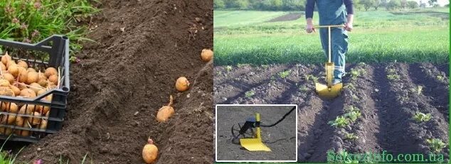 На каком расстоянии ряды картошки. Посадка картофеля. Правильная посадка картофеля. Способы посадки картофеля. Глубина посадки картофеля.