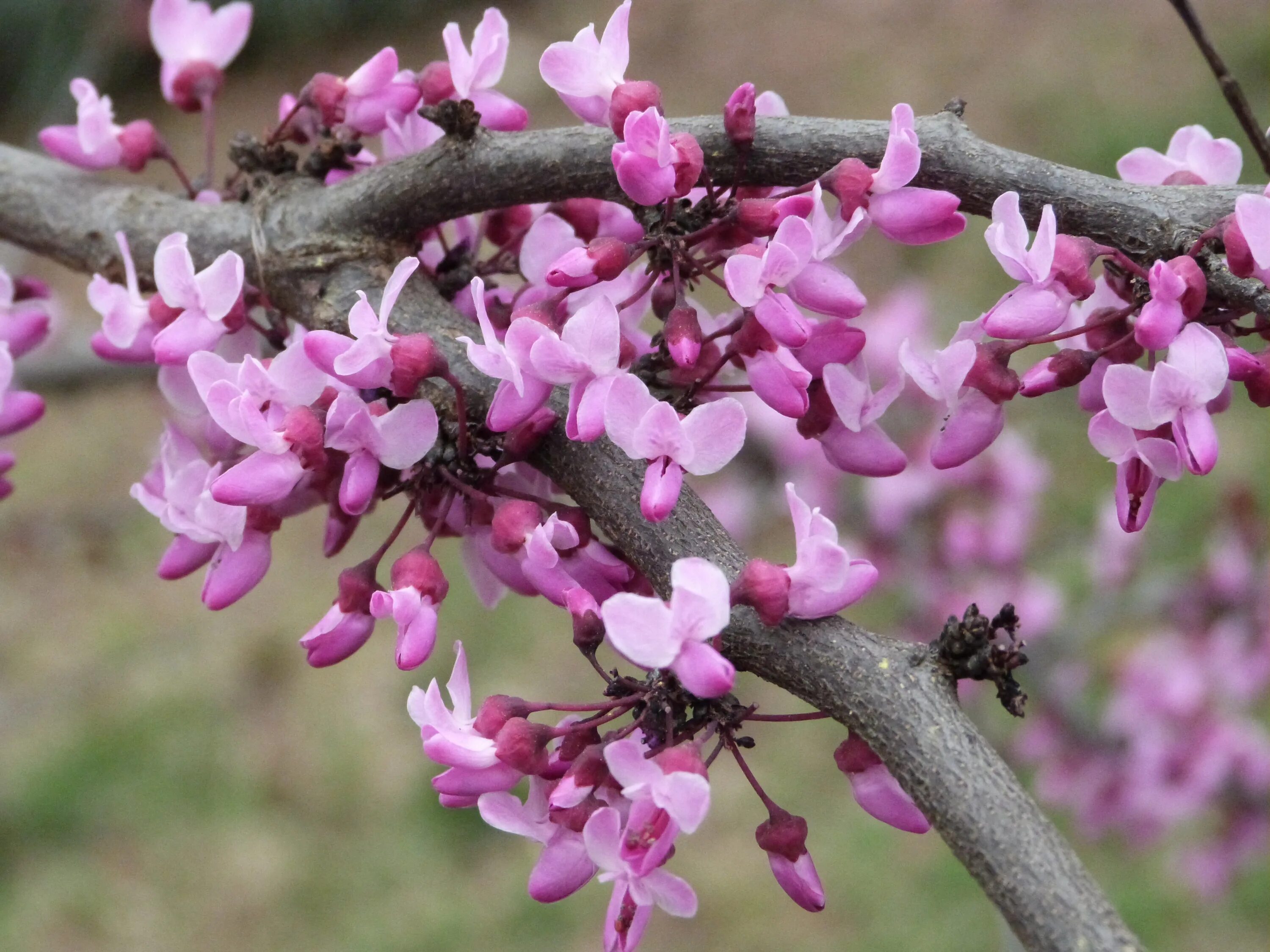 Церцис канадский Пинк. Церцис белый. Pansy Redbud. Цветок Redbud. Цветущее дерево без листьев