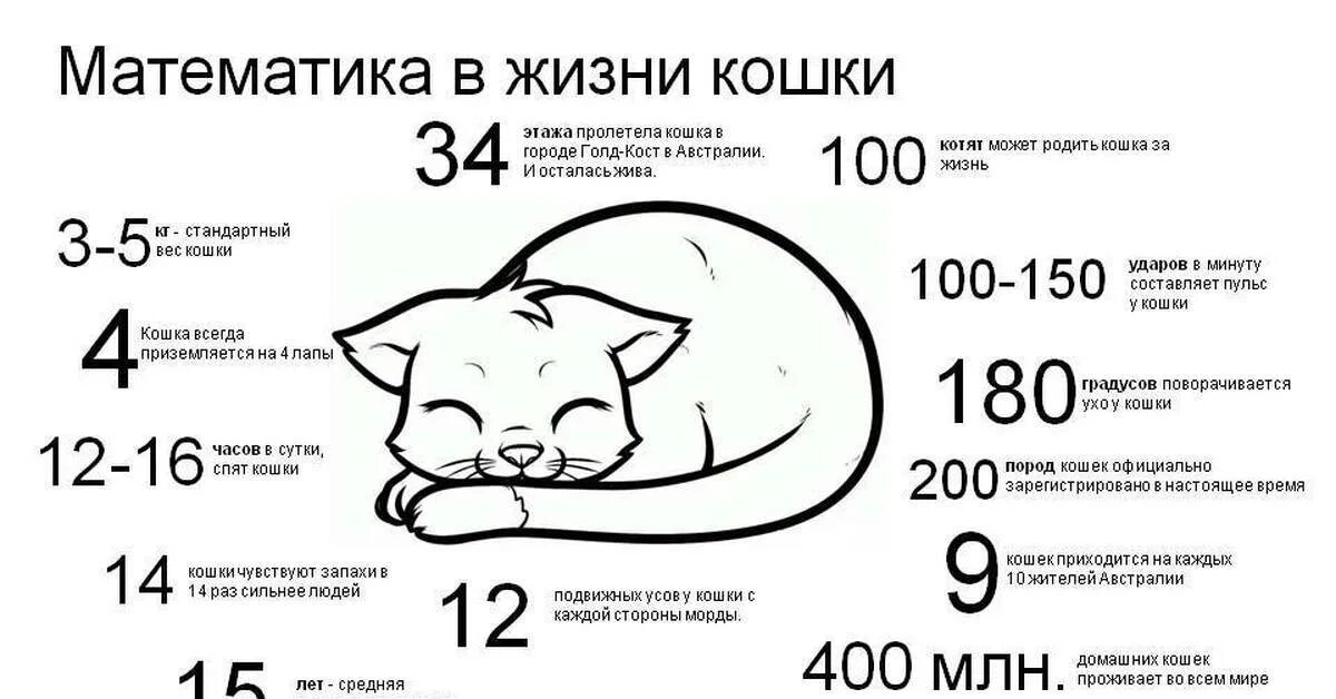 Сколько лет живут домашние кошки. Сколько живут кошки. Продолжительность жизни кошек. Средняя Продолжительность жизни кошек. Продолжительной жизни кошки.