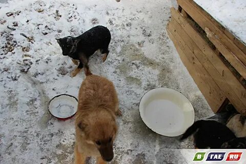 Лис приют для животных