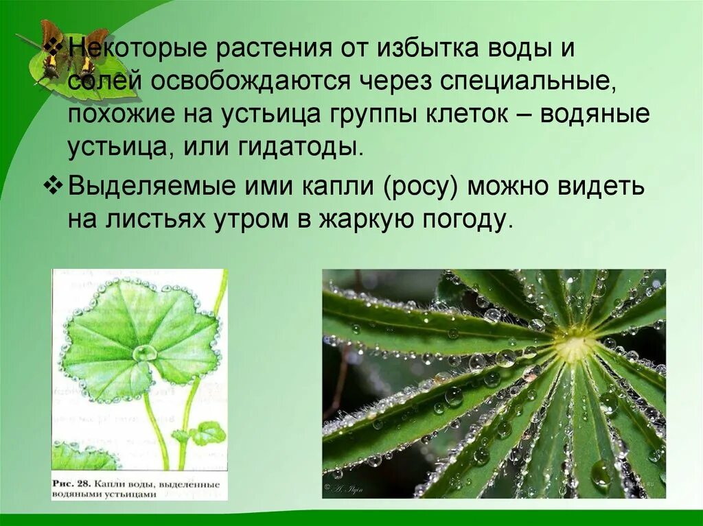 Выделение у растений. Органы выделения у растений. Выделение у растений и животных 6 класс. Процесс выделения у растений.