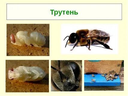 Трутень мотыльки