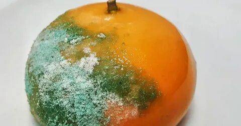 Зеленая плесень