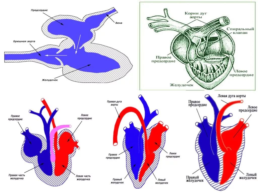 Схема строения сердца рыб. Двухкамерное сердце у рыб строение. Двухкамерное сердце схема. Сердце позвоночных животных. Предсердие у животных