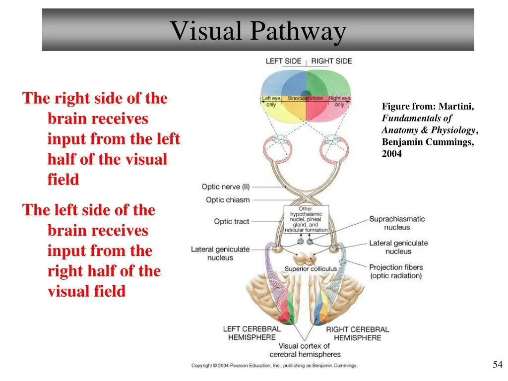 Visual system. Visual pathway. pathway of visual analyser. visual analyzer brain. patent pathway visual.