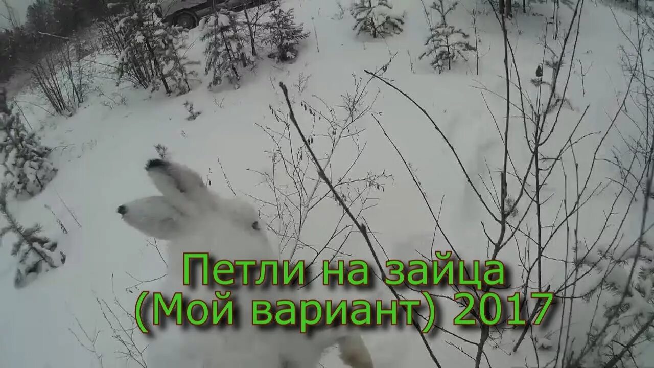 Как ставить петли на зайца зимой правильно. Петля на зайца. ловля зайца на петлю зимой.