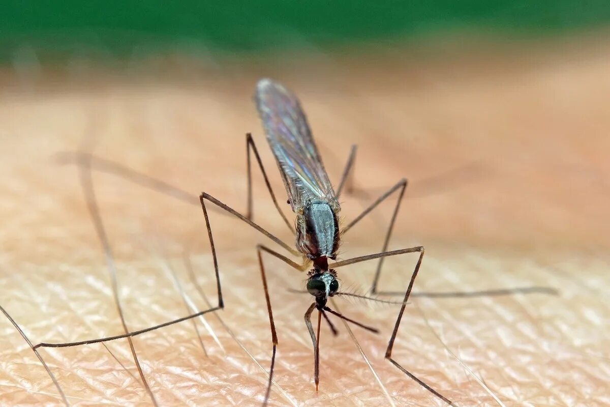Малярийный комар. Малярийный комар в России. Малярийный Москит. Комары рода Anopheles. Комар малярийный комар членистоногие двукрылые