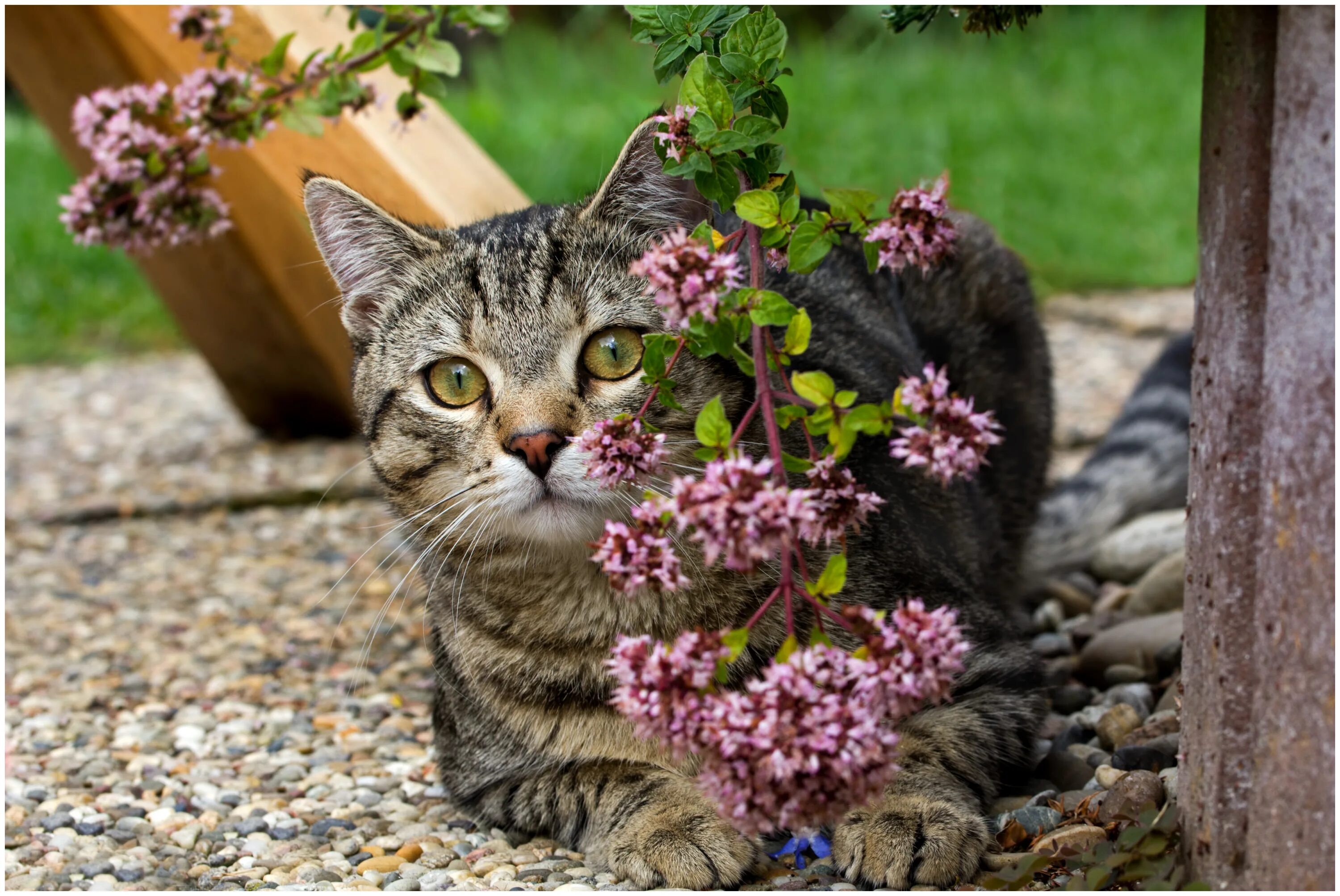 Коте в саде