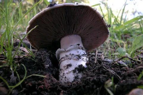 Переросшие шампиньоны