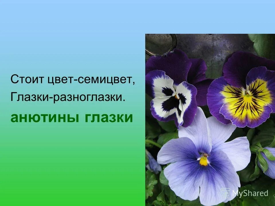 Анютины глазки цветы описание. Анютины глазки Легенда. Анютины глазки Легенда о цветке. Легенда про Анютины глазки для детей. Анютины глазки юмор.