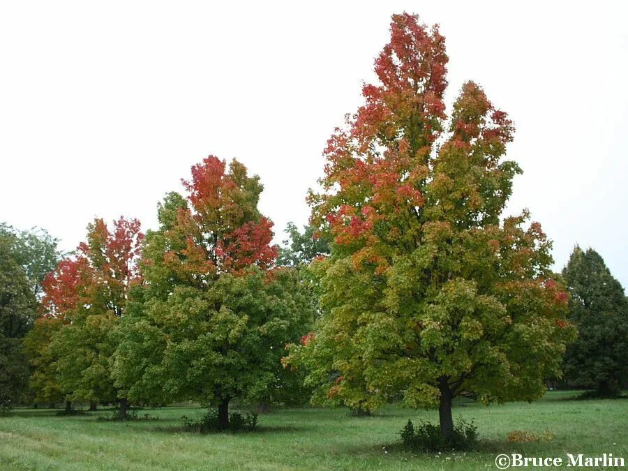 Молодой стройный клен. Клен красный acer rubrum. acer rubrum (клен красный) &#039;red sunset&#039;. клен красный acer rubrum летом. клен красный brandywine.