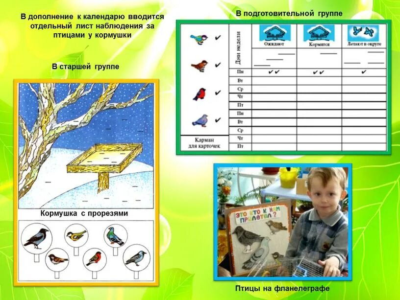 Прогулка тема птицы