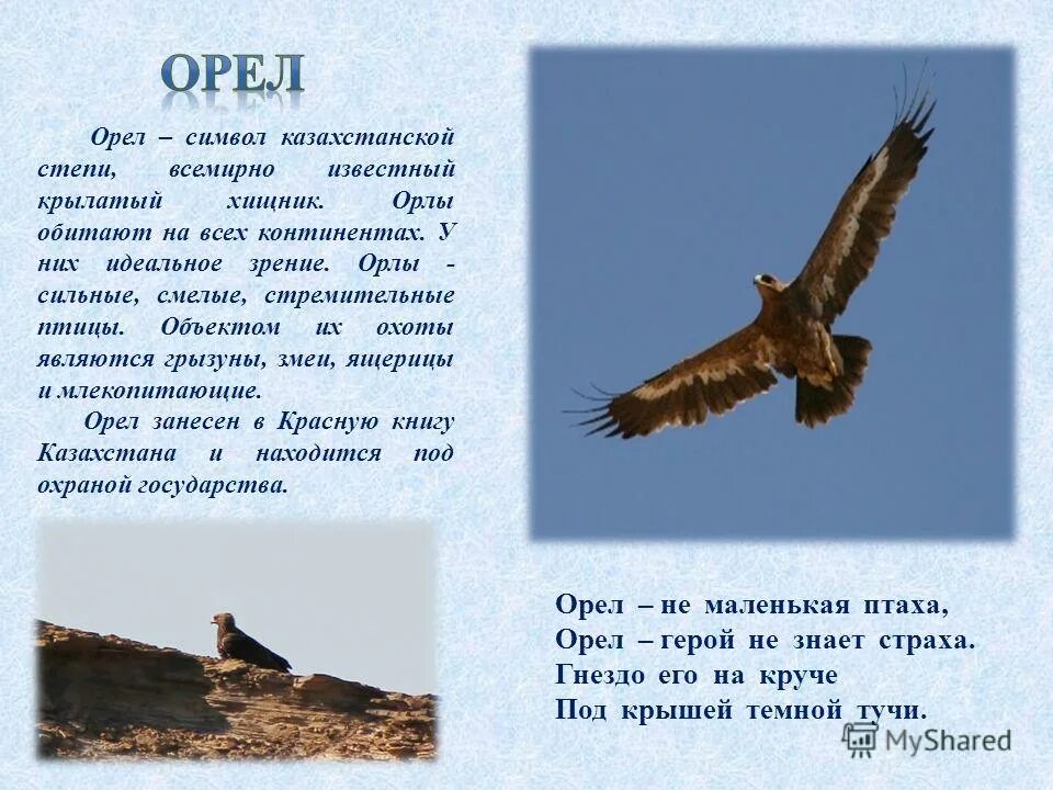 ввысь взлетает сокол жмется уж к земле. тире ставится. ввысь взлетает сокол жмется уж к земле. ввысь взлетает сокол жмется уж к земле. птица в полете.