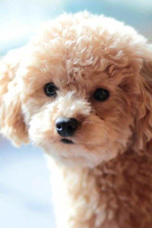 Puddle пудель. Той пудель бежевый. Карликовый пудель бежевый. Toy Poodle собака. Милые пудели