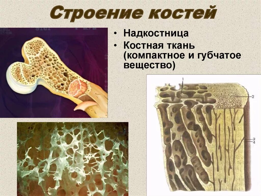 Кости образованные губчатым веществом. Костная ткань надкостница. Строение губчатой ткани кости. Губчатое и компактное вещество костной ткани. Строение кости человека надкостница.