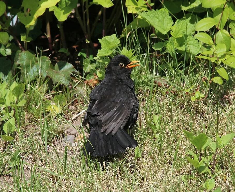 Дрозд чёрный (turdus Merula). Чёрный Дрозд в полёте птица. Разновидность Дроздов черных. Дрозд бункерный. Дрозд черный и человек