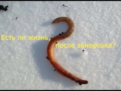 Черви зимой