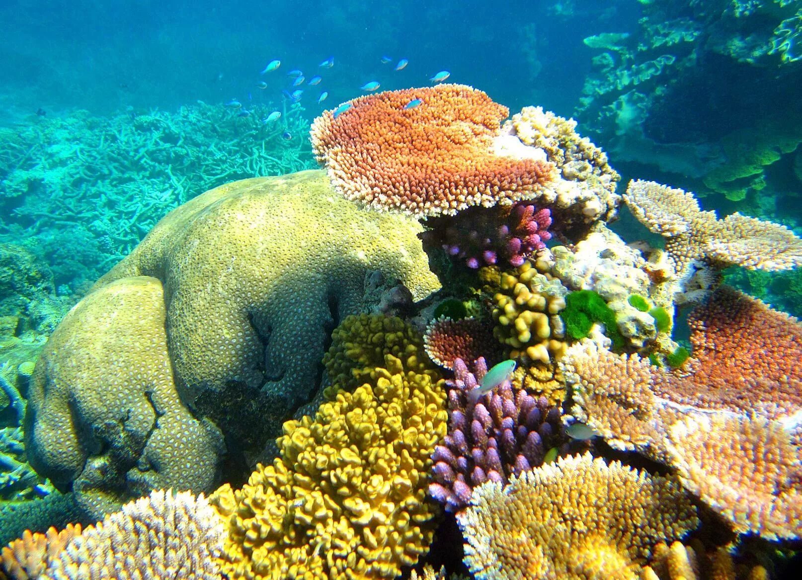 Great barrier reef corals. Большой Барьерный риф. Коралловые рифы большой Барьерный риф. Морской национальный парк большой Барьерный риф. Австралия great Barrier Reef.