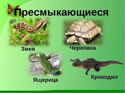 Крокодил земноводное или пресмыкающееся животное