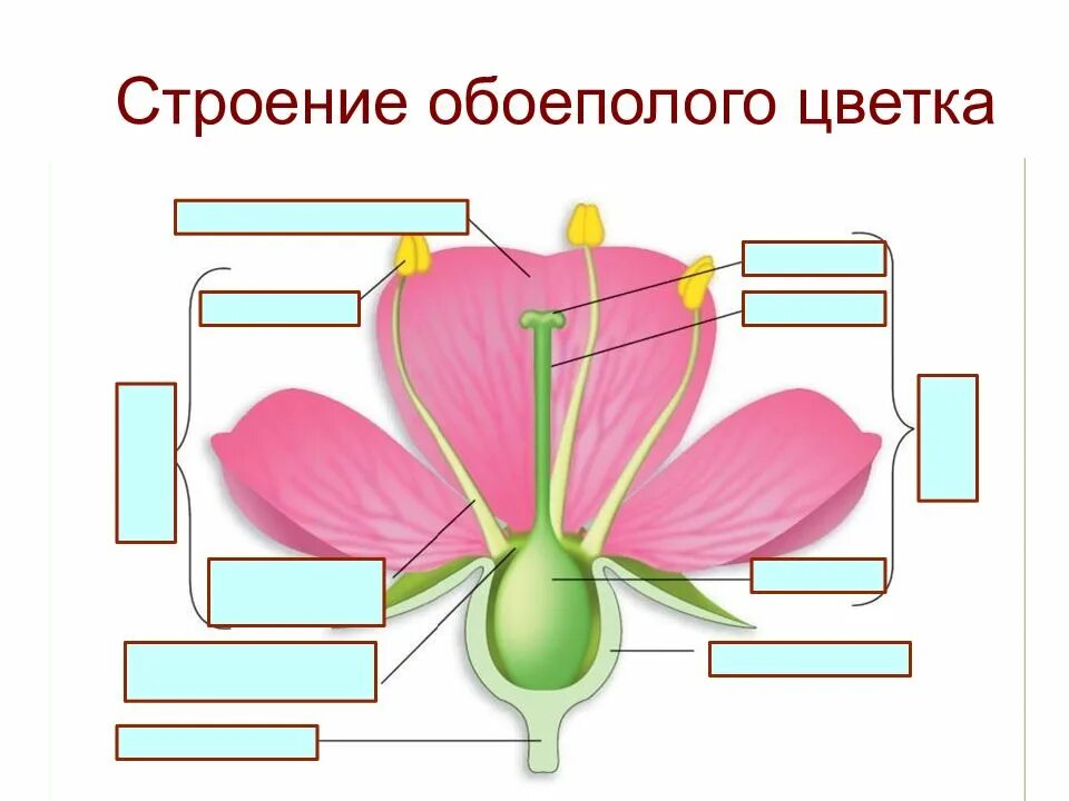 Строение цветка. Строение обоеполого цветка. Однополые и раздельнополые цветки. Строение однополого цветка. Строение цветка и соцветия.