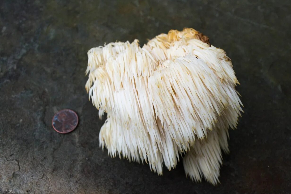 Mane mushroom. Гриб грива льва. hericium erinaceus. om mushrooms lion`s mane (ежовик гребенчатый). lions head mushroom.
