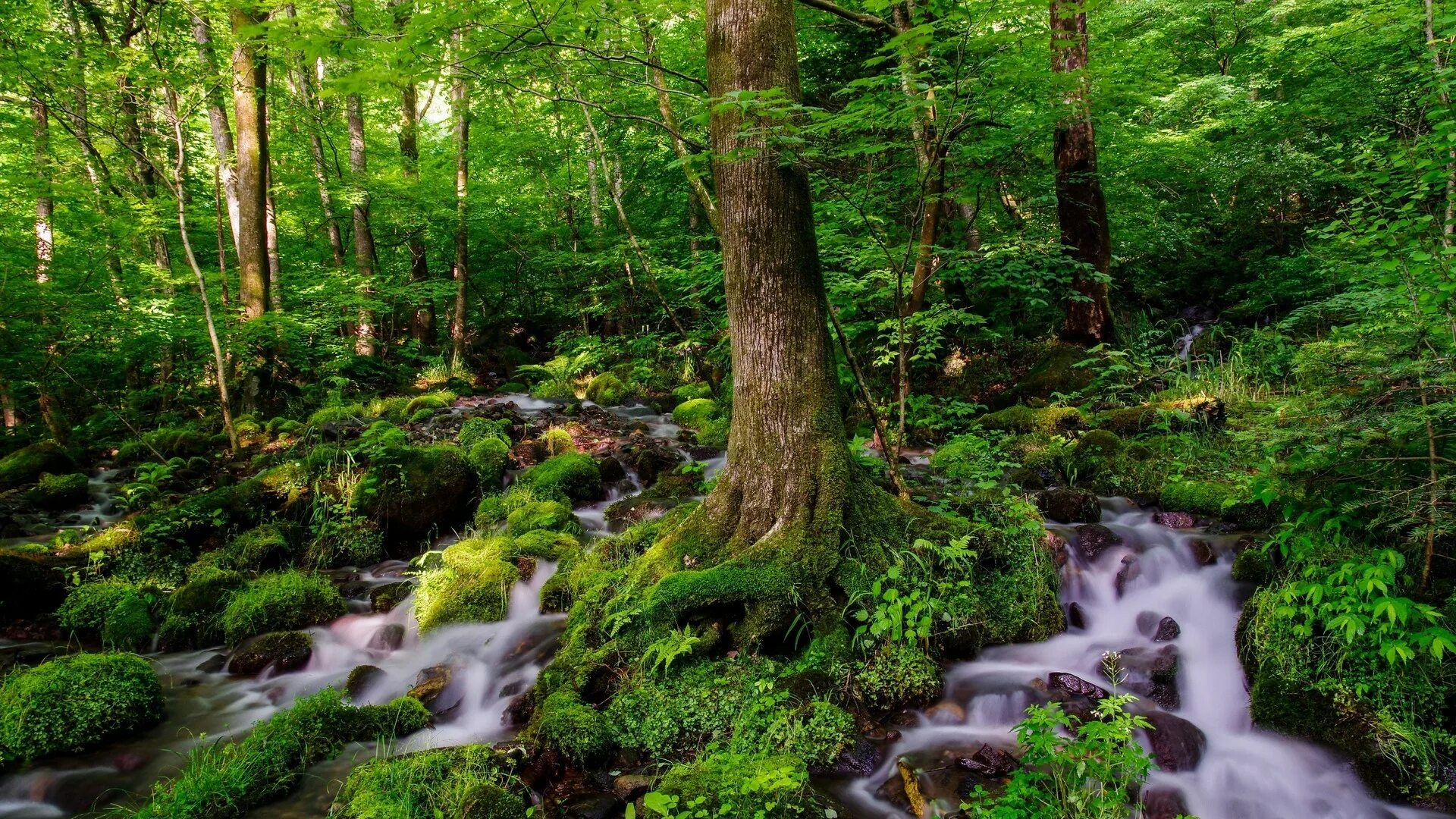 Вся природа и лес и вода. Природа лес. Красивый лес. Красивые леса. Ручей в лесу.