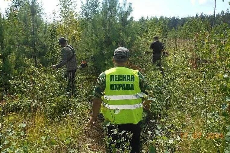 Фонд защиты лесного фонда. Охрана леса. защита лес и лесовосстановления. охрана и восстановление земель и лесов. охрана лесного хозяйства.