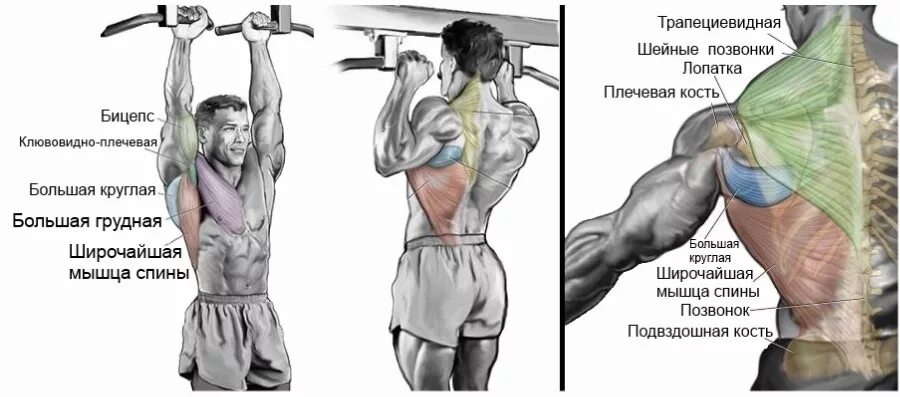 Подтягивание узким хватом мышцы. Мышцы при подтягивании. Подтягивания узким параллельным хватом. Подтягивания параллельным хватом. Подтягивания мышцы задействованы.