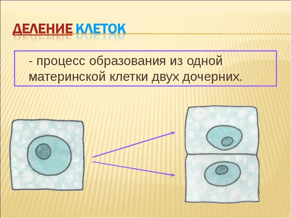 Деление клетки. Деление клетки рисунок. Деление растительной клетки. Схема деления клетки 5 класс. Деление клеток вызывают