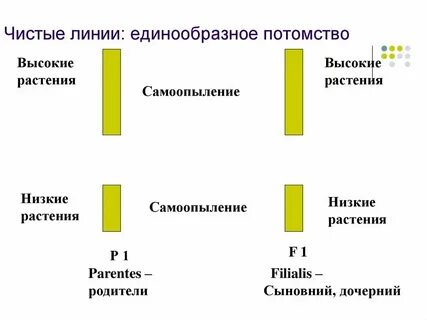 Выведение чистой линии растений