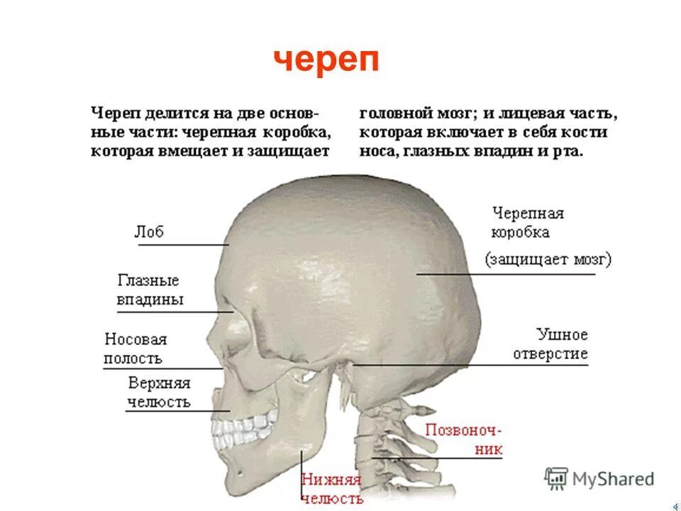 болят кости головы. затылочная кость сбоку справа. болит затылок по бокам. болит лобная часть снизу. затылочные мышцы шеи.