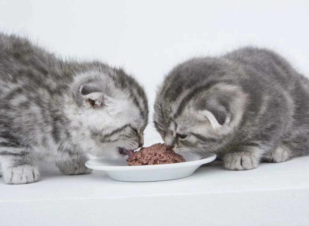 Скоттиш фолд вискас. Еда для маленьких котят. Котенок кушает. Что кушают британские котята.