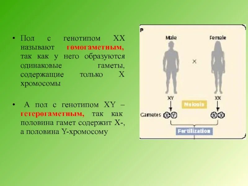 Наследование сцепленное с полом презентация 10 класс. Гомогаметный пол хромосомы. ХХ гаметы пол. Пол-образующий гаметы одинаковые по половых хромосомы называются. Гомогаметный генотип это.