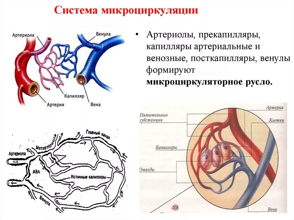 Микроциркуляторное русло прекапилляры капилляры артериолы. Схема микроциркуляторного русла кровообращения. Капиллярное кровообращения венула артериола. Сосуды микроциркуляторного русла схема.
