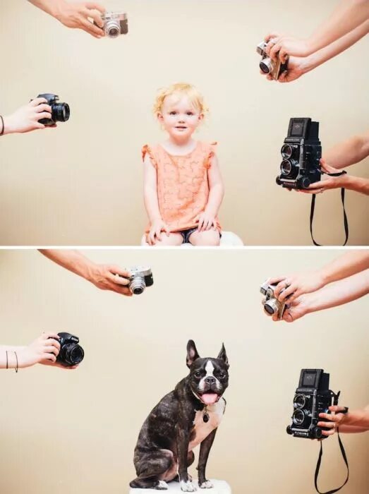 Как сделать фотографию собаки ФОТОХУДОЖНИК МАША (@) * Фото и видео в Instagram Dogs and puppies, Pupp