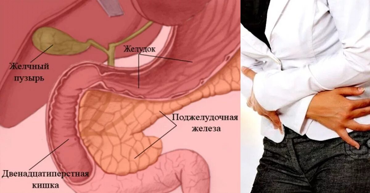 Желудок желчный пузырь поджелудочная железа. Желудок и поджелудочная железа. Поджелудочная и желчный пузырь. Желчный пузырь и поджелудочная железа.