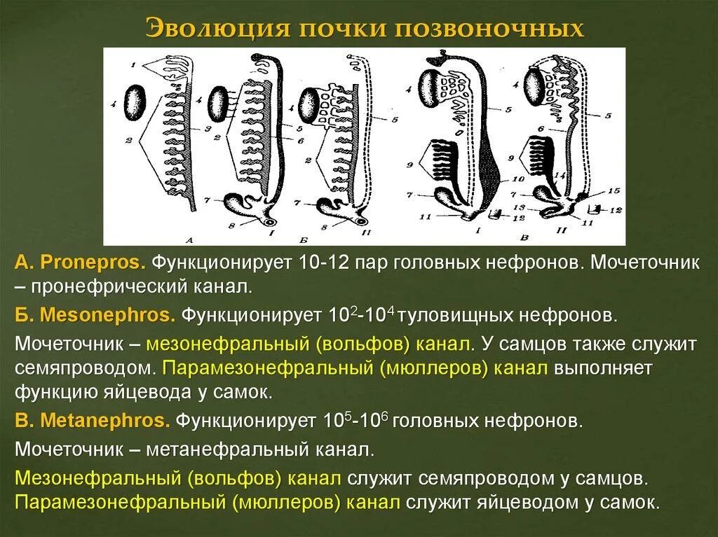 Эволюция нефрона почки. Эволюция развития выделительной и половой системы. Эволюция почек позвоночных. Стадии развития почки. В процессе эволюции позвоночник появился у